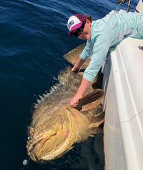 goliath grouper 